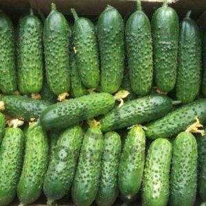 Огурец «Герман F1» — щедрый урожай без хлопот!