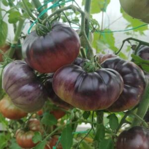 Томат «Чёрный принц» — экзотика на вашем огороде!