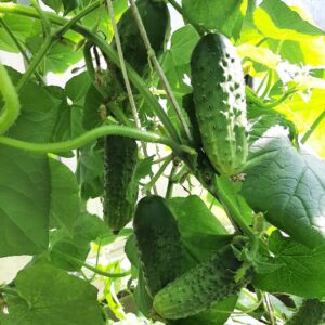 Огурец «Мурашка F1» — хрустящий урожай без хлопот!