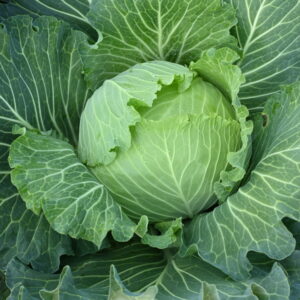 Капуста «Слава» — классика русской кухни!