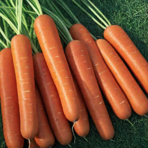Морковь «Нантская» — классика огорода: вкус, польза и надёжность!